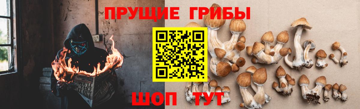 Псилоцибиновые грибы GOLDEN TEACHER Кубинка